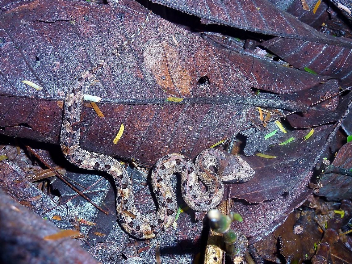Hog-nosed pit-viper (Porthidium nasutum) Biological station La Suerte, Costa Rica. Aug 1, 2009. Costa Rica,Geotagged,Porthidium nasutum,Summer