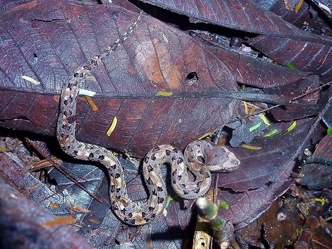 Rainforest hognosed pitviper