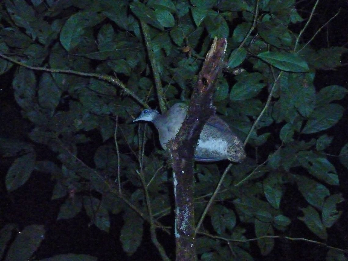 Great tinamou (Tinamus major) Biological station La Suerte, Costa Rica. Jul 27, 2009. Costa Rica,Geotagged,Great tinamou,Summer,Tinamus major