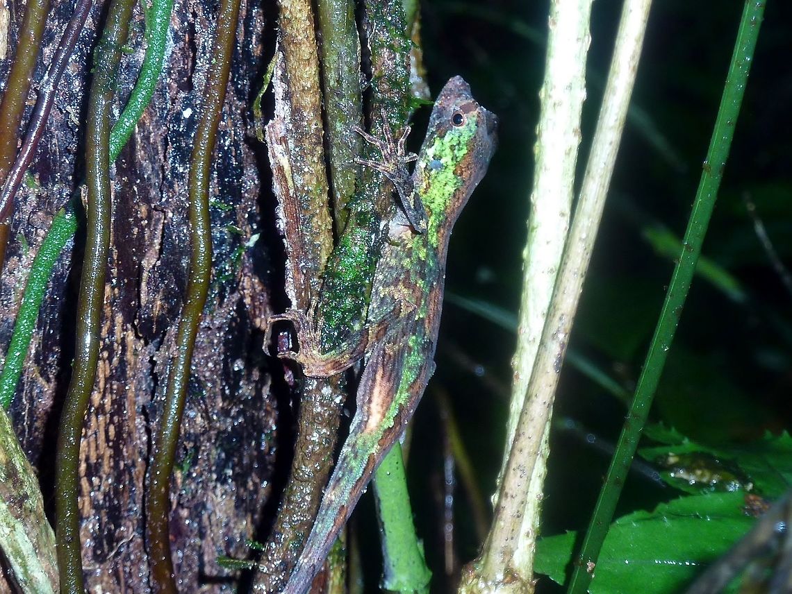 Anolis capito (Pug-nosed anole) Biological station La Suerte, Costa Rica. Jul 29, 2009. Anolis capito,Costa Rica,Geotagged,Pug-nosed Anole,Summer
