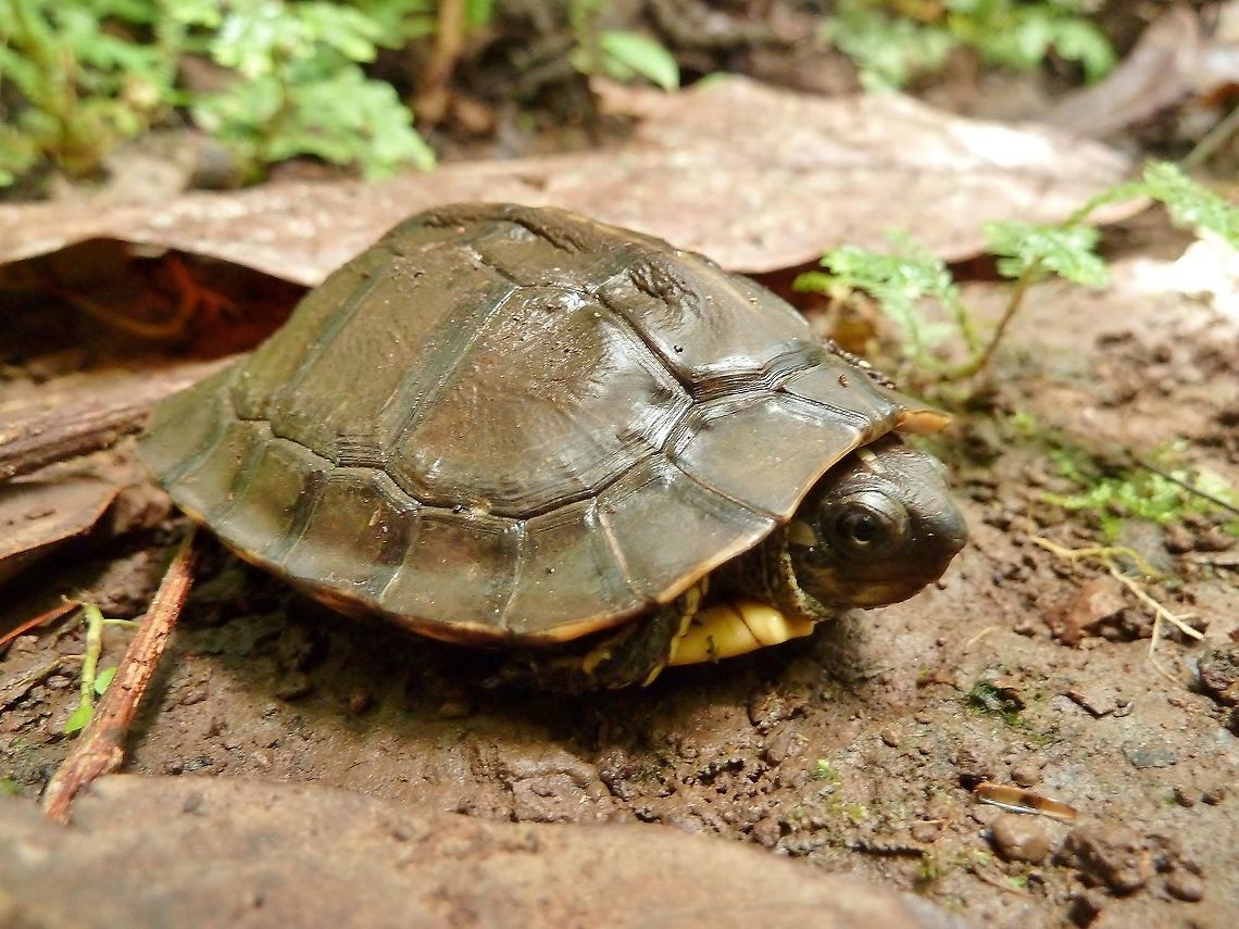 Brown wood turtle (Rhinoclemmys annulata) Biological station La Selva, Costa Rica. Jun 21, 2009. Brown wood turtle,Costa Rica,Geotagged,Rhinoclemmys annulata,Summer