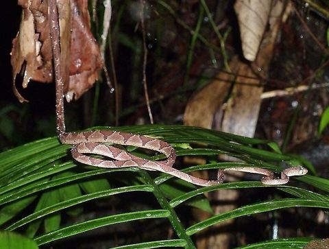 Common Blunt-headed Tree Snake (Imantodes cenchoa) Biological station La Selva, Costa Rica. Aug 6, 2011. Common Blunt-headed Tree Snake,Costa Rica,Geotagged,Imantodes cenchoa,Summer