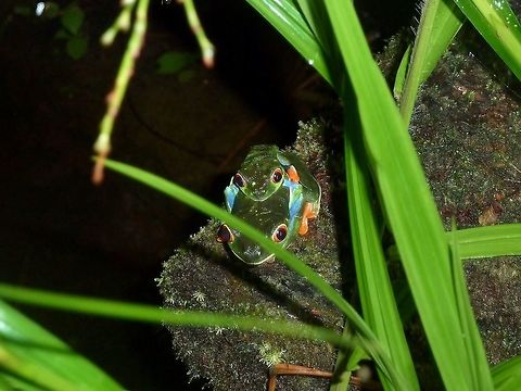 Agalychnis saltator (Hylidae) pair Biological station La Selva, Costa Rica. Jun 25, 2011. Agalychnis saltator,Costa Rica,Geotagged,Summer