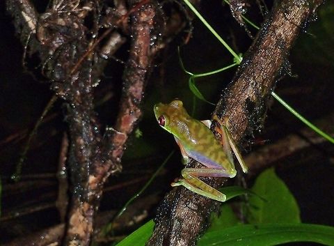 Agalychnis saltator (Hylidae) Biological station La Selva, Costa Rica. Jun 25, 2011. Agalychnis saltator,Costa Rica,Geotagged,Summer