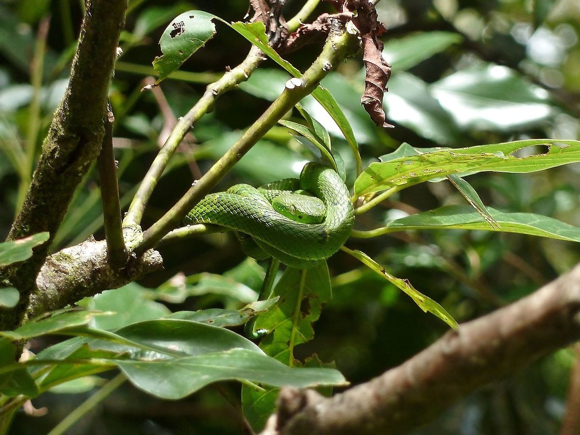Side-striped palm-pit viper (Bothriechis lateralis) Monteverde Biological Station, Costa Rica. Jun 26, 2011. Bothriechis lateralis,Coffee Palm Viper,Costa Rica,Geotagged,Summer