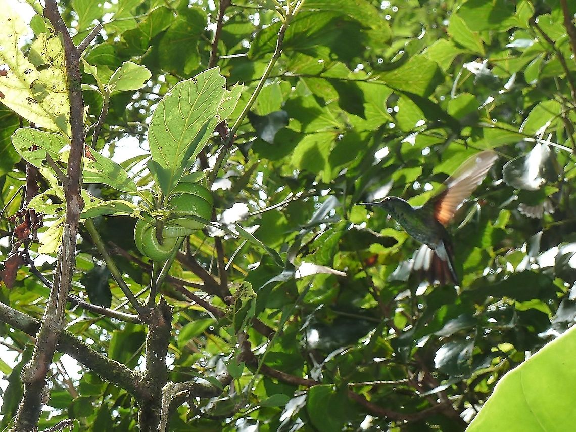 Side-striped palm-pit viper (Bothriechis lateralis) mobbed by a hummingbird Monteverde Biological Station, Costa Rica. Jun 26, 2011. Bothriechis lateralis,Coffee Palm Viper