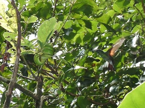 Side-striped palm-pit viper (Bothriechis lateralis) mobbed by a hummingbird Monteverde Biological Station, Costa Rica. Jun 26, 2011. Bothriechis lateralis,Coffee Palm Viper