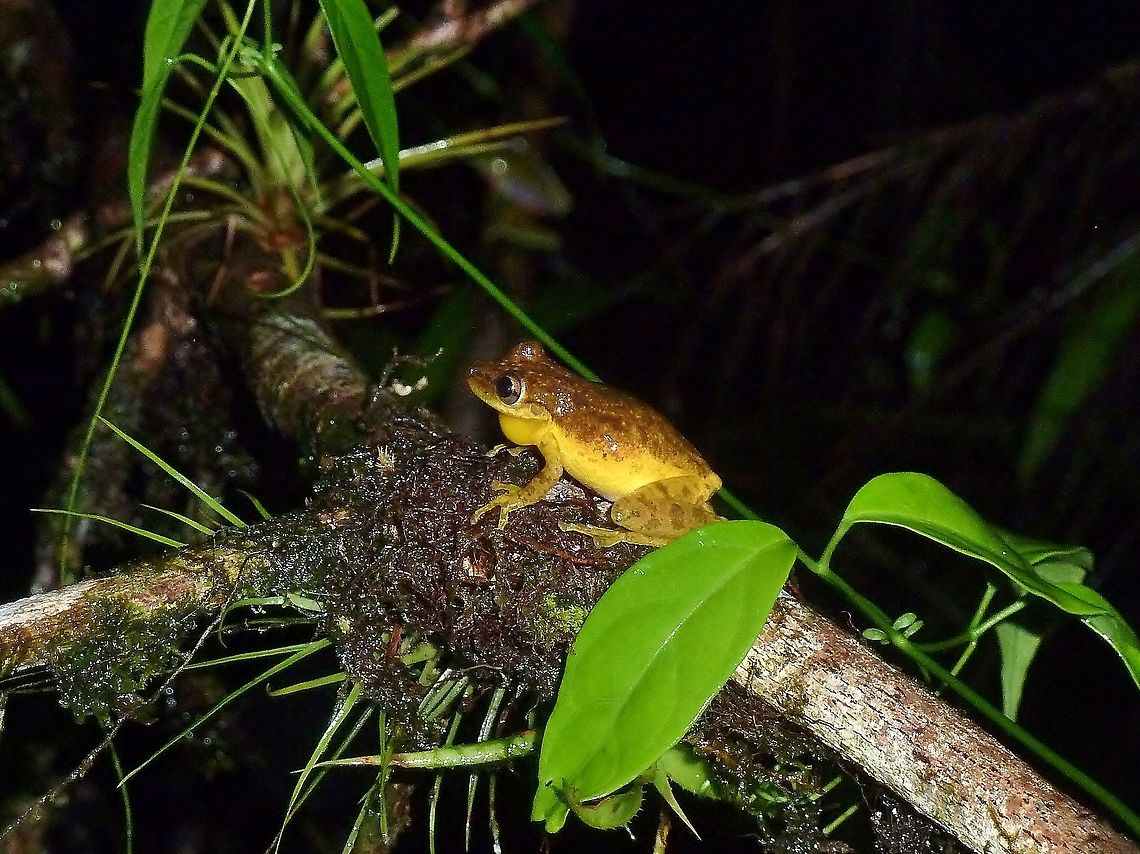 Sipurio snouted treefrog (Scinax elaeochrous) Biological Station la Selva, Costa Rica. Jun 25, 2011. Costa Rica,Geotagged,Scinax elaeochrous,Sipurio snouted treefrog,Summer