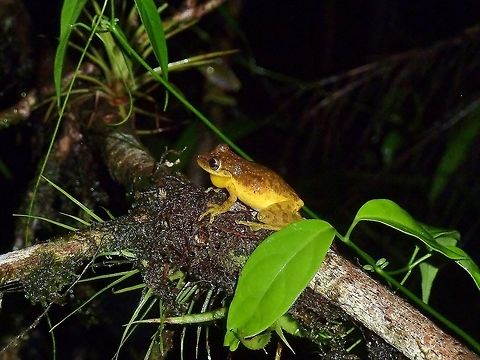 Sipurio snouted treefrog (Scinax elaeochrous) Biological Station la Selva, Costa Rica. Jun 25, 2011. Costa Rica,Geotagged,Scinax elaeochrous,Sipurio snouted treefrog,Summer