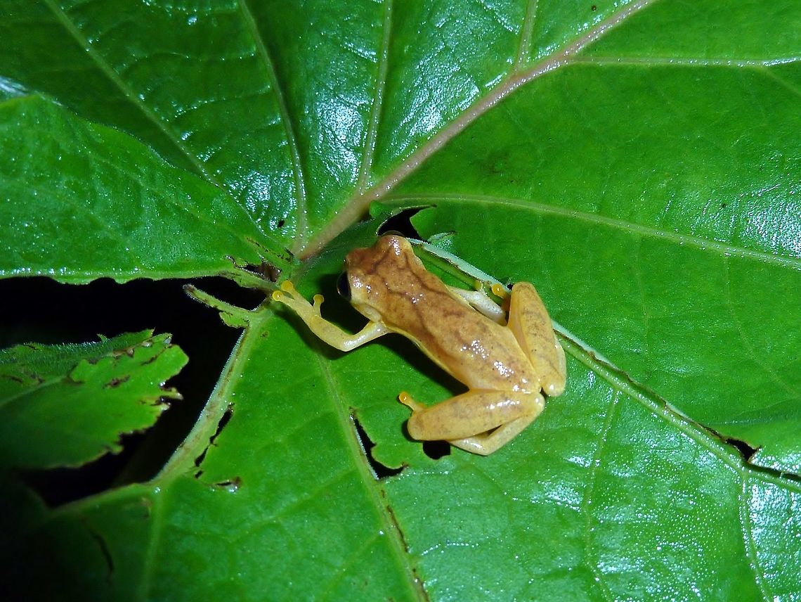 San Carlos Tree frog (Dendropsophus phlebodes) Biological station La Suerte, Costa Rica. Jul 27, 2009. Costa Rica,Dendropsophus phlebodes,Geotagged,Summer