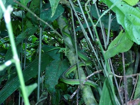 Oliver's Parrot Snake