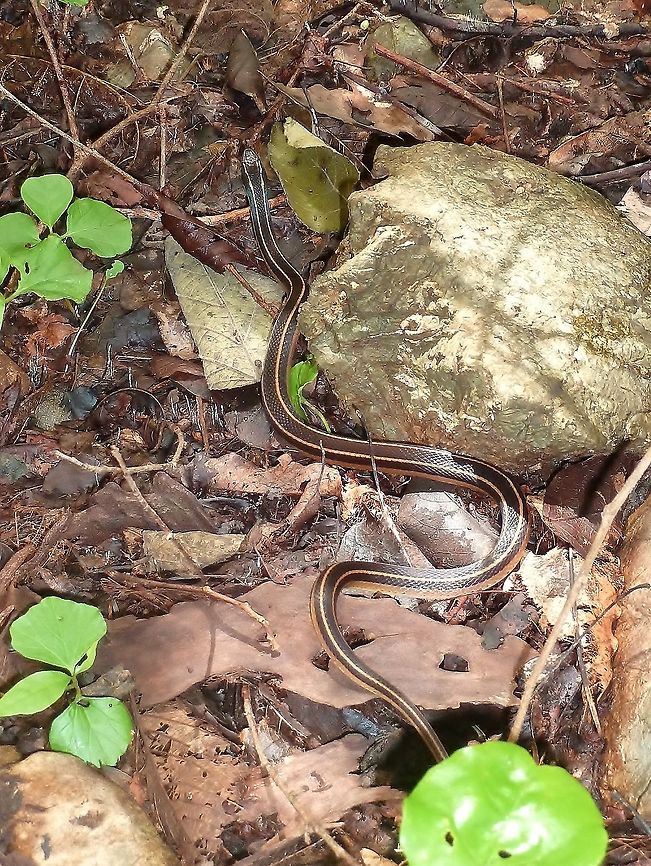 Black striped snake (Coniophanes piceivittis) Palo verde Biological Station, Costa Rica. Jul 1, 2011. Coniophanes piceivittis,Costa Rica,Geotagged,Summer