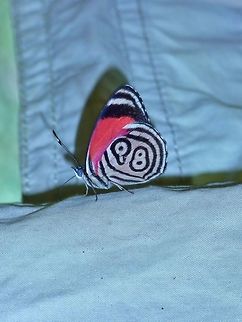 Cramer's Eighty-eight (Diaethria clymena) La Suerte Biological Station, Costa Rica. Aug 8, 2009. Costa Rica,Cramer's Eighty-eight,Diaethria clymena,Geotagged,Summer