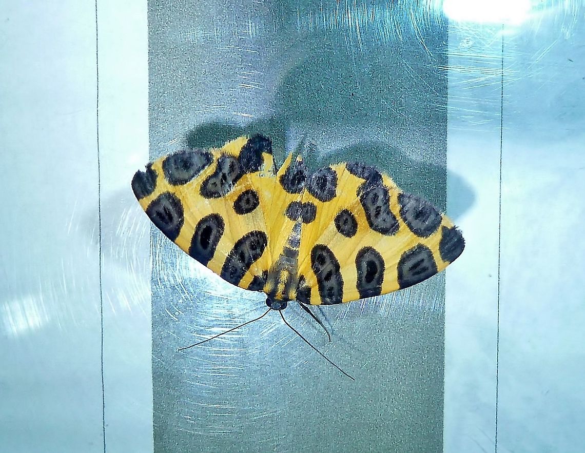 Pantherodes pardalaria (Geometridae) Monteverde Biological Station, Costa Rica. Jun 29, 2011. Costa Rica,Geotagged,Pantherodes pardalaria,Summer