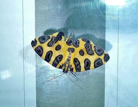 Pantherodes pardalaria (Geometridae) Monteverde Biological Station, Costa Rica. Jun 29, 2011. Costa Rica,Geotagged,Pantherodes pardalaria,Summer