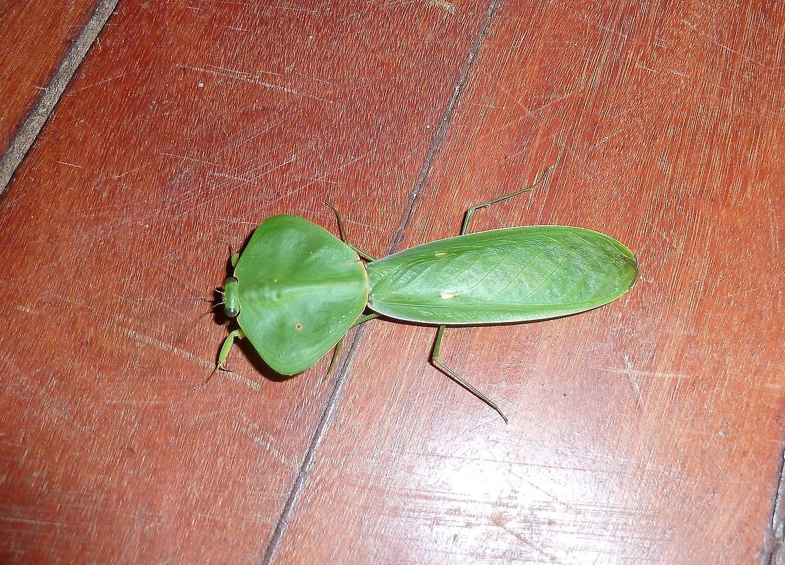 Peruvian shield mantis (Choeradodis rhombicollis) La Cusinga Lodge, Uvita, Costa Rica. Jul 4, 2011. Choeradodis rhombicollis,Costa Rica,Geotagged,Summer
