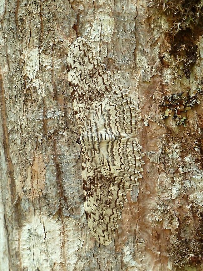 White witch (Thysania agrippina) Las Cruces Bioligcal Station, Costa Rica. Jul 7, 2011. API,Costa Rica,Geotagged,Summer,Thysania agrippina