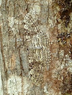 White witch (Thysania agrippina) Las Cruces Bioligcal Station, Costa Rica. Jul 7, 2011. API,Costa Rica,Geotagged,Summer,Thysania agrippina