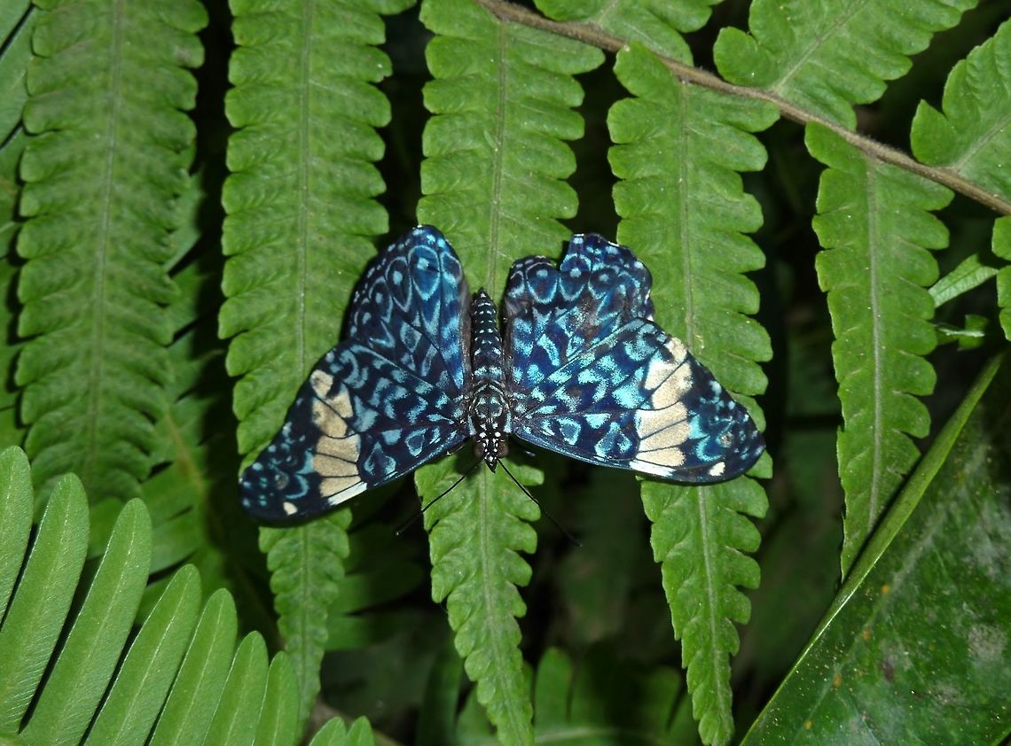 Red Cracker (Hamadryas amphinome) InBio Parque, San Jose, Costa Rica. Jul 16, 2009. Costa Rica,Geotagged,Hamadryas amphinome,Red Cracker,Summer