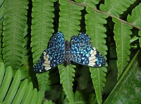 Red Cracker (Hamadryas amphinome) InBio Parque, San Jose, Costa Rica. Jul 16, 2009. Costa Rica,Geotagged,Hamadryas amphinome,Red Cracker,Summer