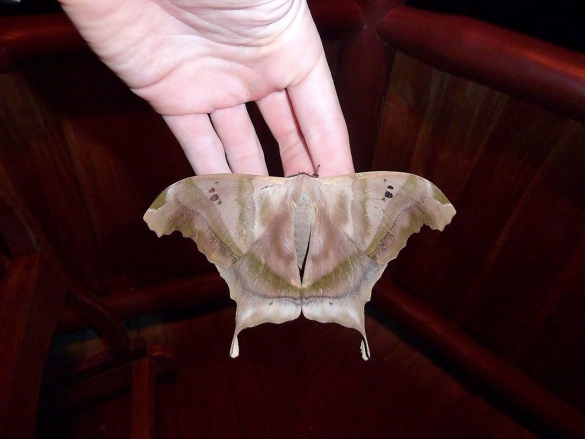 Titaea tamerlan (Saturniidae) La Cusinga Lodge, Uvita, Costa Rica. Jul 4, 2011. Costa Rica,Geotagged,Summer,Titaea tamerlan