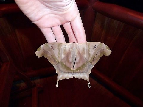 Titaea tamerlan (Saturniidae) La Cusinga Lodge, Uvita, Costa Rica. Jul 4, 2011. Costa Rica,Geotagged,Summer,Titaea tamerlan