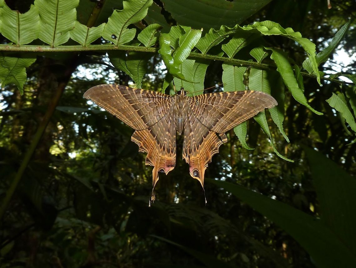 Mania (ex Nothus) lunus (Sematuridae) La Suerte Biological Station, Costa Rica. Jul 22, 2009. Costa Rica,Geotagged,Mania lunus,Summer