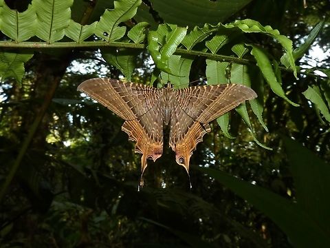 Mania (ex Nothus) lunus (Sematuridae) La Suerte Biological Station, Costa Rica. Jul 22, 2009. Costa Rica,Geotagged,Mania lunus,Summer