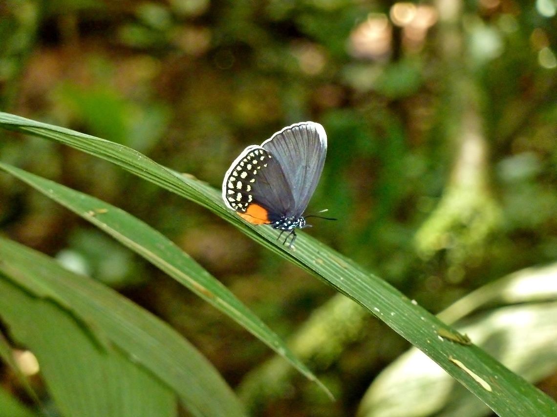 White-tipped Cycadian (Eumaeus godartii) La Suerte Biological Station, Costa Rica. Jul 27, 2009. Costa Rica,Eumaeus godartii,Geotagged,Summer