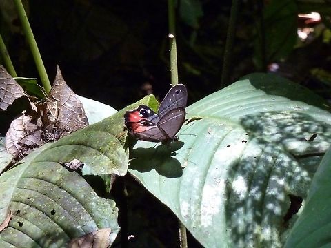Red-washed satyr (Pierella helvina) La Suerte Biological Station, Costa Rica. Jul 22, 2009. Costa Rica,Geotagged,Pierella helvina,Red-washed Satyr,Summer