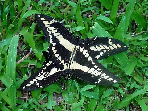 Papilio thoas couple mating. La Suerte Biological Station, Costa Rica. Aug 4, 2009. Costa Rica,Geotagged,Papilio thoas,Summer,Thoas Swallowtail