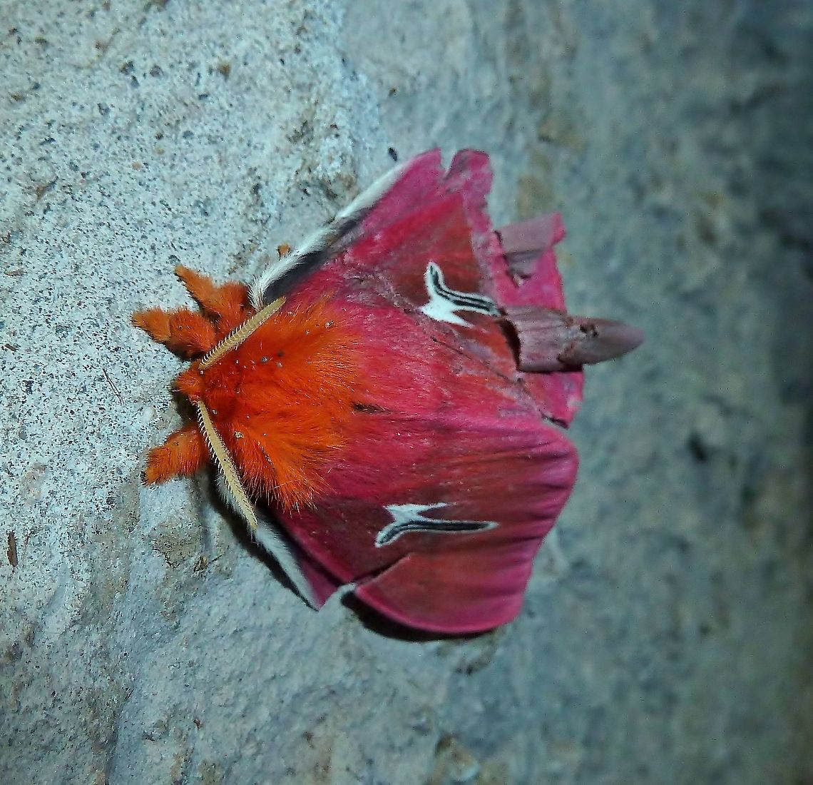 Cerodirphia avenata (Saturniidae) Monteverde Biological Station, Costa Rica. Jun 26, 2011. Cerodirphia avenata,Costa Rica,Geotagged,Moth Week 2018,Summer