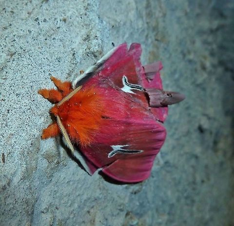 Cerodirphia avenata (Saturniidae) Monteverde Biological Station, Costa Rica. Jun 26, 2011. Cerodirphia avenata,Costa Rica,Geotagged,Moth Week 2018,Summer