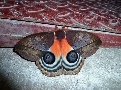 Owl moth (Automeris postalbida) Monteverde Biological Station, Costa Rica. Jun 26, 2011. Automeris anikmeisterae,Automeris postalbida,Costa Rica,Geotagged,Summer