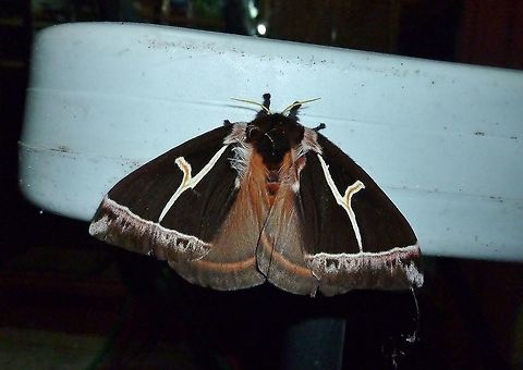 Dirphia horcana (Saturniidae) Monteverde Biologica Station, Costa Rica. Jun 27, 2011. Costa Rica,Dirphia horcana,Geotagged,Summer