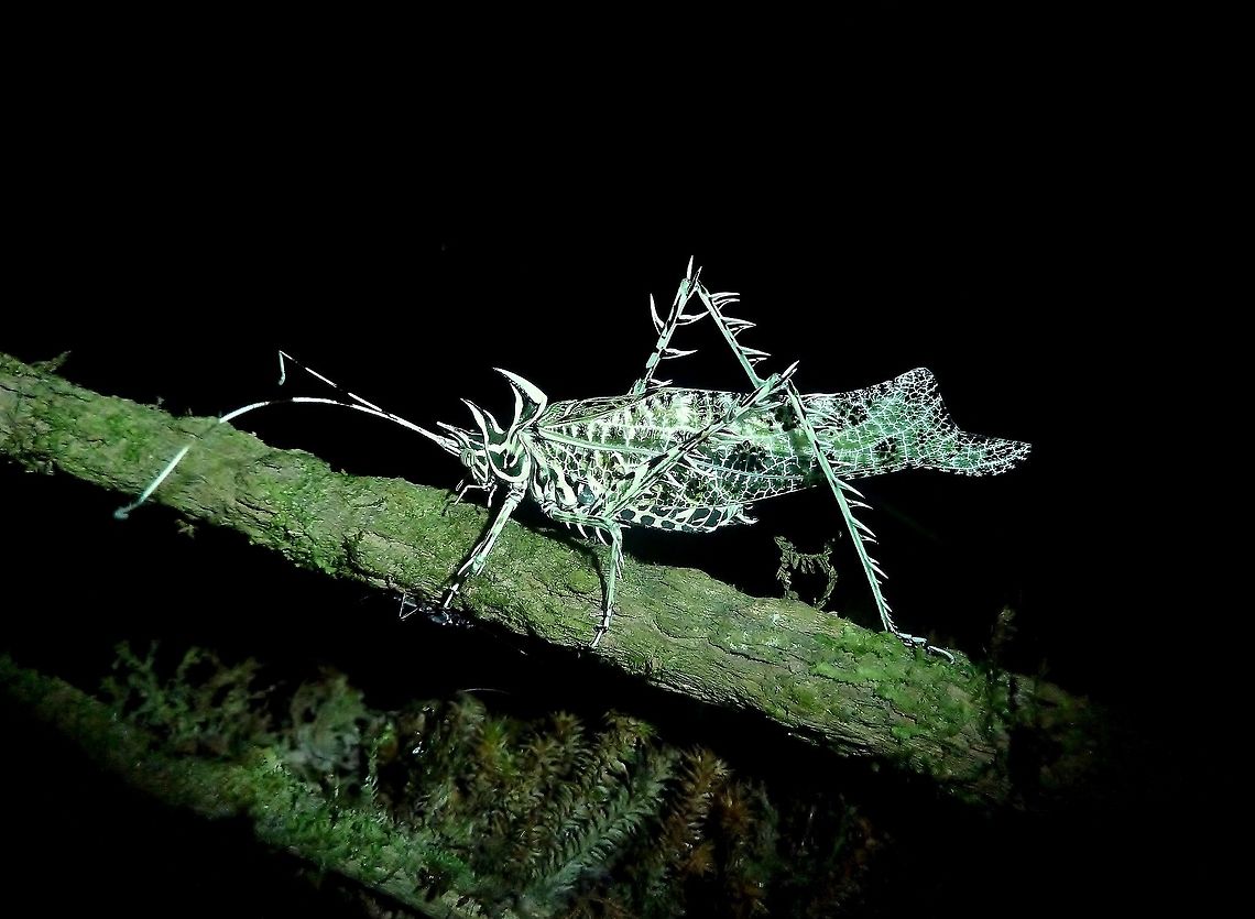 Lichen katydid (Markia hystrix) Monteverde Bioligcal Station, Costa Rica. Jun 29, 2011. Costa Rica,Geotagged,Markia hystrix,Summer