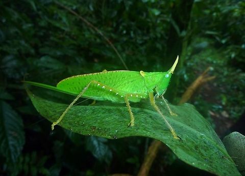 Rhinoceros Spearbearer