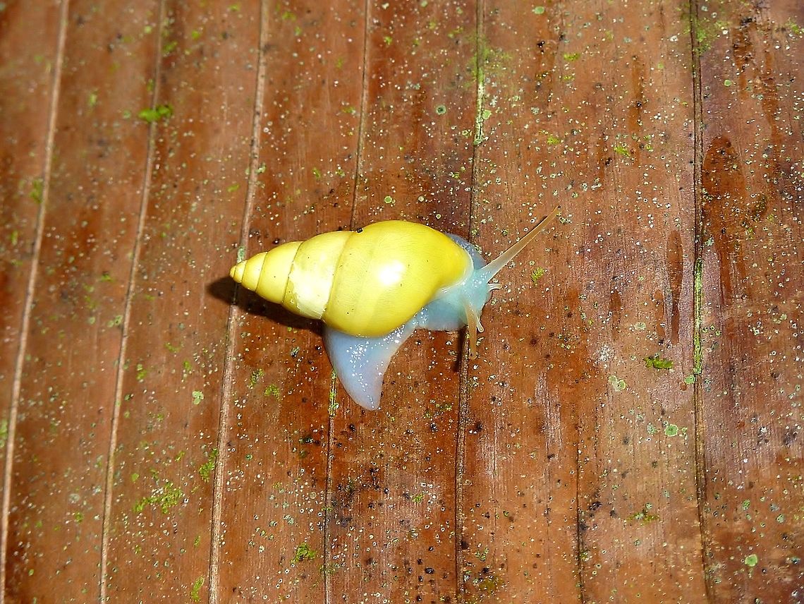 Drymaeus sulphureus (Bulimulidae) La Suerte Biological Station, Costa Rica. Jul 20, 2009. Costa Rica,Drymaeus sulphureus,Geotagged,Summer