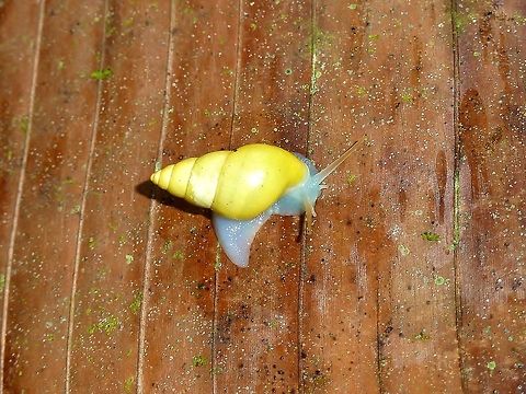 Drymaeus sulphureus (Bulimulidae) La Suerte Biological Station, Costa Rica. Jul 20, 2009. Costa Rica,Drymaeus sulphureus,Geotagged,Summer