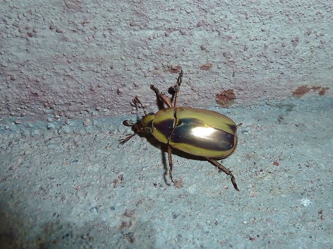 Golden jewel beetle (Chrysina resplendens) Monteverde Biological Station, Costa Rica. Jun 26, 2011. Chrysina resplendens,Costa Rica,Geotagged,Summer