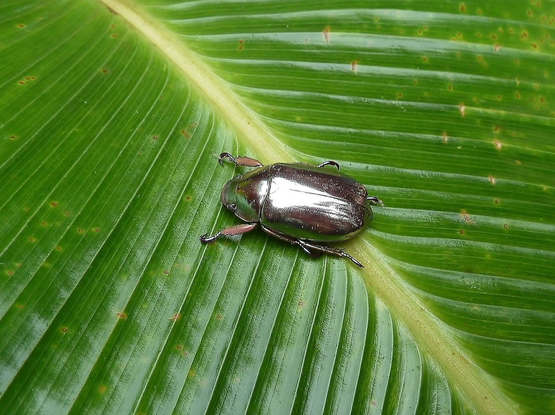 Silver jewel beetle (Chrysina limbata) Monteverde Biological Station, Costa Rica. Jun 26, 2011. Chrysina limbata,Costa Rica,Geotagged,Summer