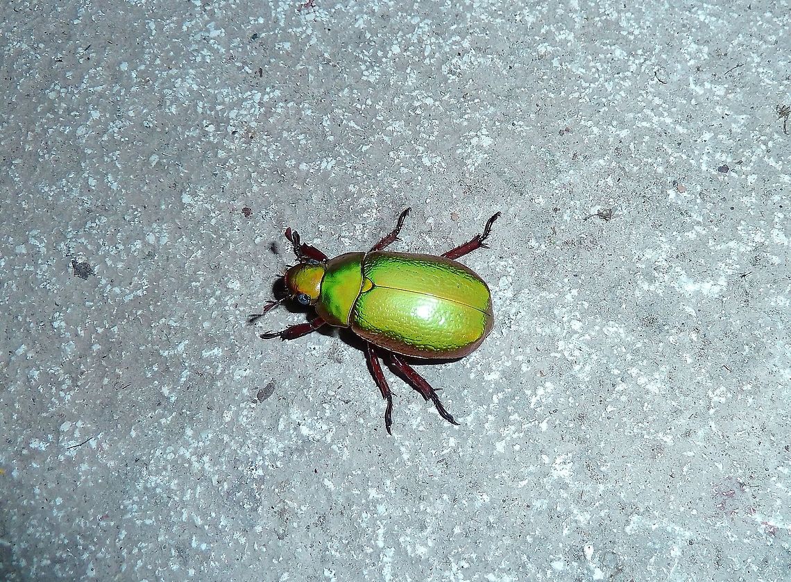 Chrysina boucardi (Scarabaeidae) Monteverde Biological Station, Costa Rica. Jun 26, 2011. Chrysina boucardi,Costa Rica,Geotagged,Summer