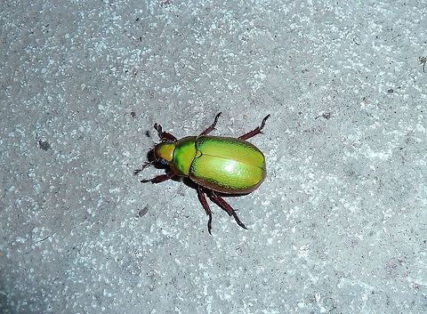 Chrysina boucardi (Scarabaeidae) Monteverde Biological Station, Costa Rica. Jun 26, 2011. Chrysina boucardi,Costa Rica,Geotagged,Summer