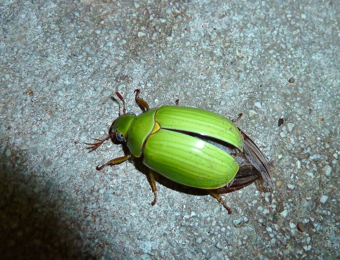 Chrysina beraudi (Scarabaeidae) Monteverde Biological Station, Costa Rica. Jun 26, 2011. Chrysina beraudi,Costa Rica,Geotagged,Summer
