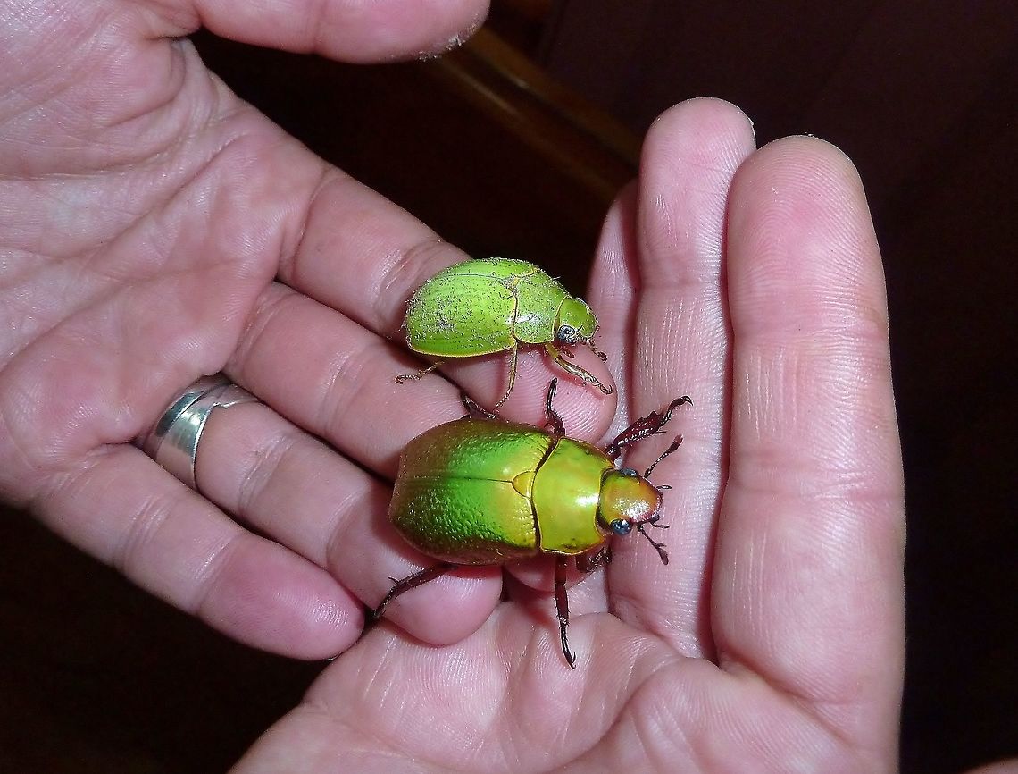 Two species of green jewel beetles: Chrysina boucardi and C. beraudi Monteverde Biological Station, Costa Rica. Jun 26, 2011. Chrysina beraudi,Costa Rica,Geotagged,Summer