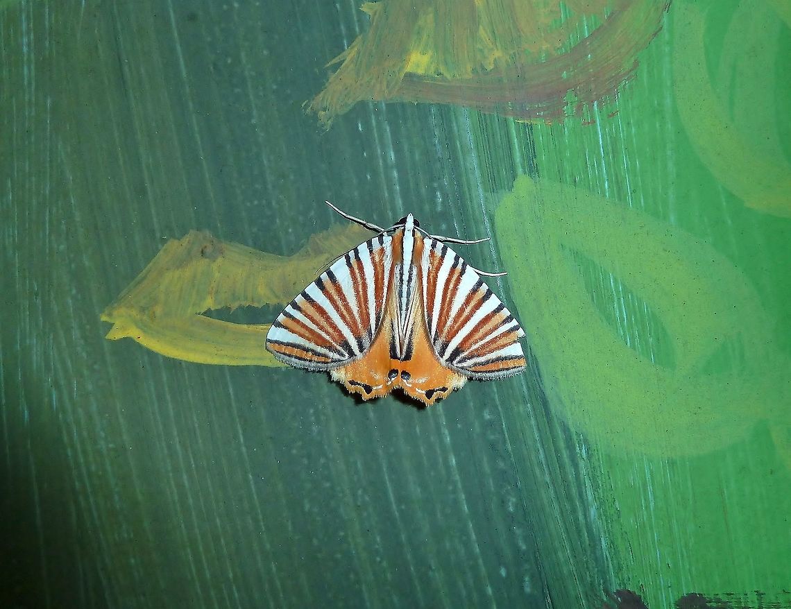 Pityeja histrionaria (Geometridae) Monteverde Biological Station, Costa Rica. Jun 27, 2011. Costa Rica,Geotagged,Moth Week 2018,Pityeja histrionaria,Summer