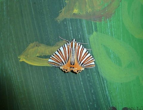 Pityeja histrionaria (Geometridae) Monteverde Biological Station, Costa Rica. Jun 27, 2011. Costa Rica,Geotagged,Moth Week 2018,Pityeja histrionaria,Summer