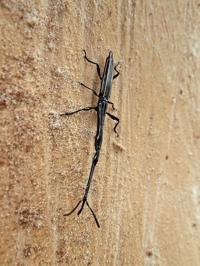 Long-snouted weevil (Brentus anchorago) La Selva Biological Station, Costa Rica. Jun 20, 2011. Brentus anchorago,Costa Rica,Geotagged,Spring
