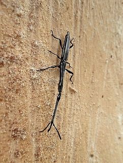 Long-snouted weevil (Brentus anchorago) La Selva Biological Station, Costa Rica. Jun 20, 2011. Brentus anchorago,Costa Rica,Geotagged,Spring