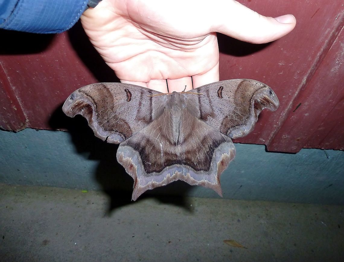 Caio championi (Saturniidae) Biological station Monteverde, Costa Rica. Jun 29, 2011. Caio championi,Costa Rica,Geotagged,Summer